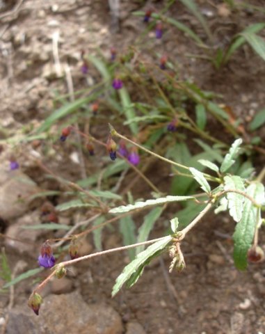 Hermannia coccocarpa